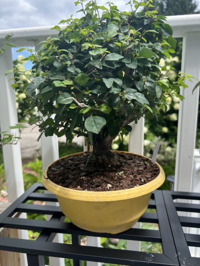 Parrots beak bonsai