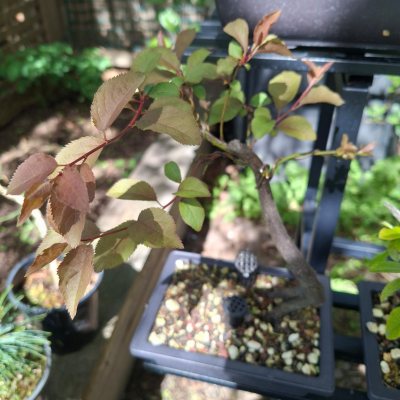 Crab Apple