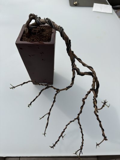 Cotinus cascade
