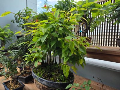 Forêt carpinus