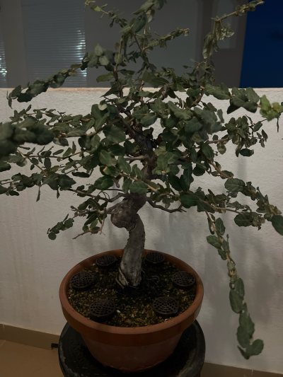 Joshua Tree (Hipólito)