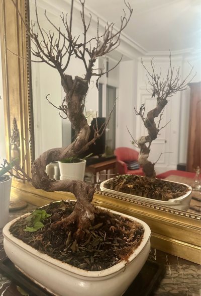 Ficus