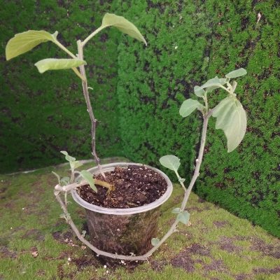 Паслён маревидный (Solanum chenopodioides) 01