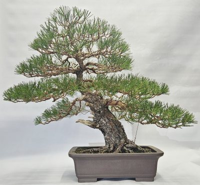 Japanese Black Pine 1