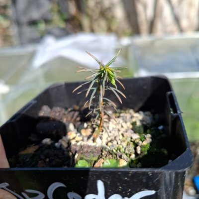 Japanese Cedar 4