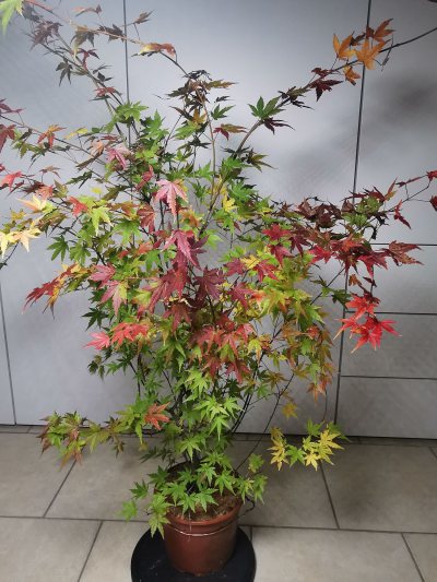 Erable Palmatum