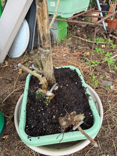 Olivo diciembre del 25 yamadori