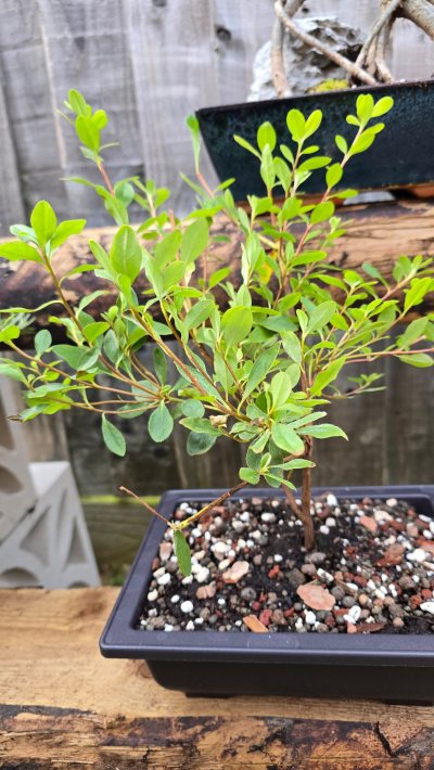 Dwarf Azalea