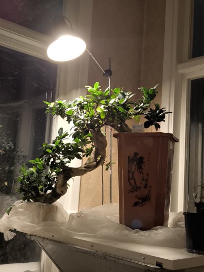 Ficus Microcarpa Kaskade