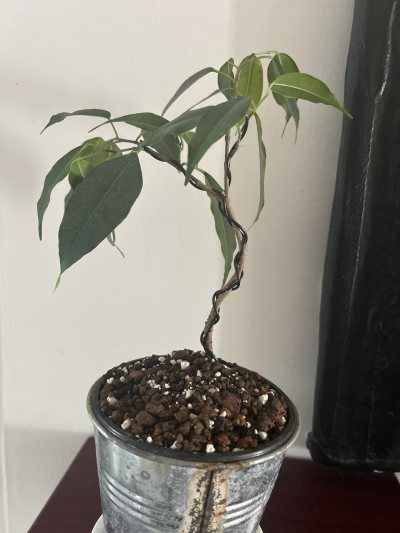 Ficus bouture #1