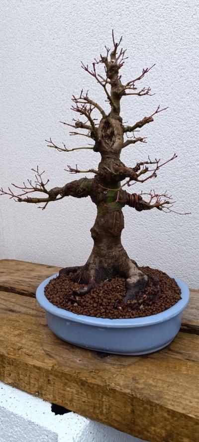 Érable palmatum massif