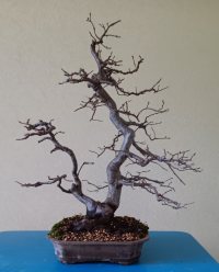 পুনরায় রোপণ - ১৩/৩/২৫ - Photo 1/1