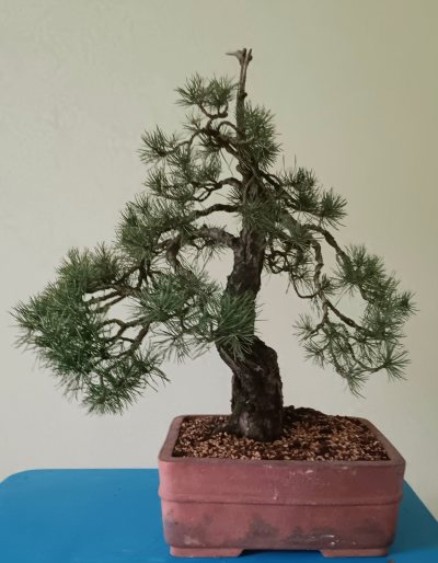Pinus sylvestris 2