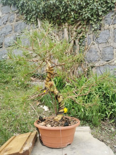 PINS SYLVESTRE