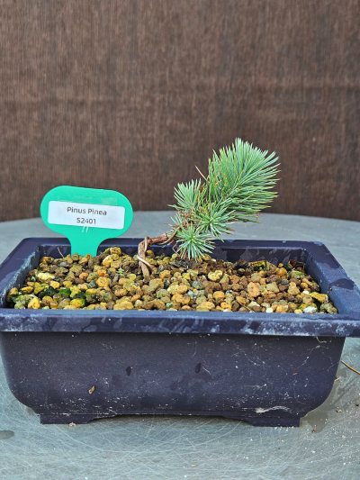Pinus Pinea