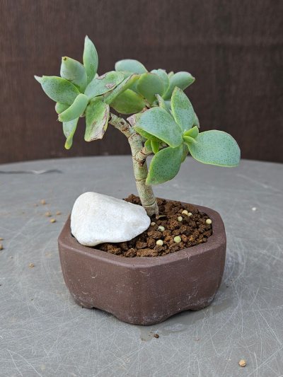 Crassula Arborescens