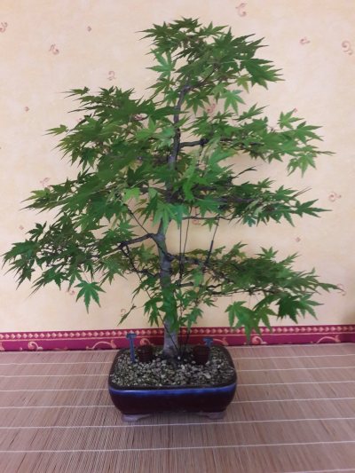 Acer palmatum