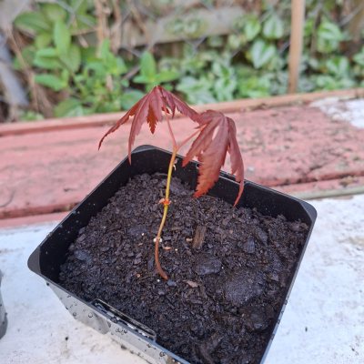 Japanese Maple (Red)