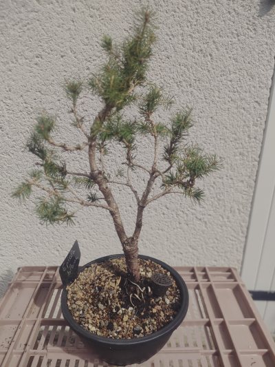 Picea Glauca #1
