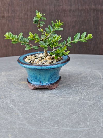 Lonicera Nitida