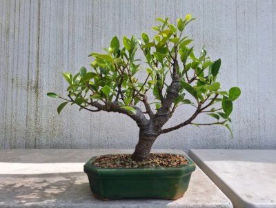 Ficus shohin
