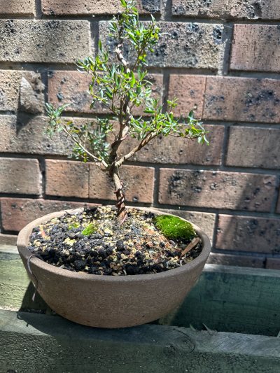 Slender Teatree