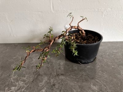 Leptospermum “Freya”