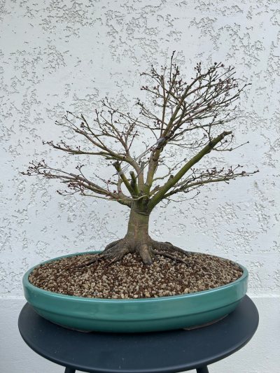 Erable palmatum Little Princess
