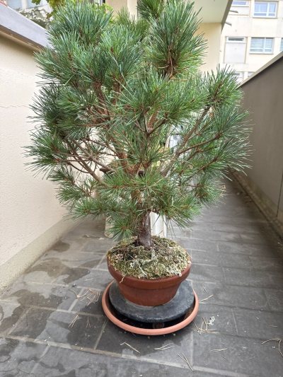 Pin sylvestre
