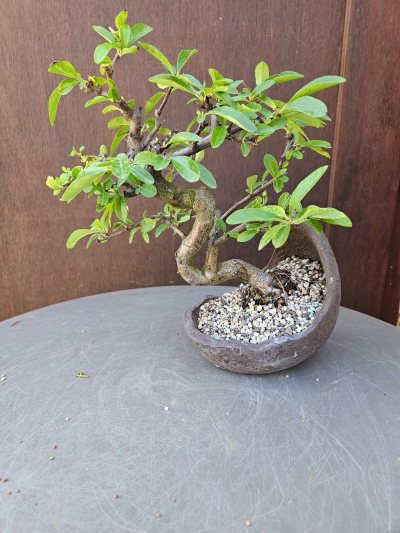 Pyracantha