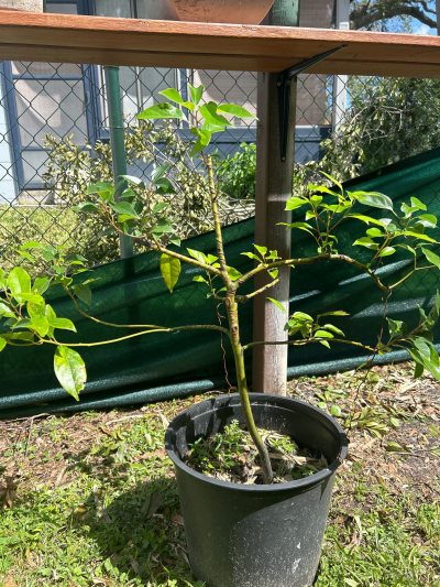 Alambrito