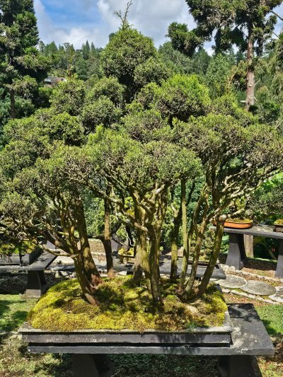 Bosque Cipres Terraza 1