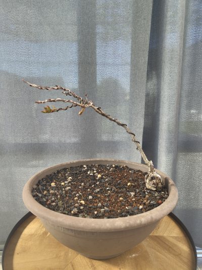 Yamadori Eiche