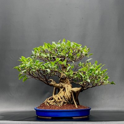 Ficus Gaia