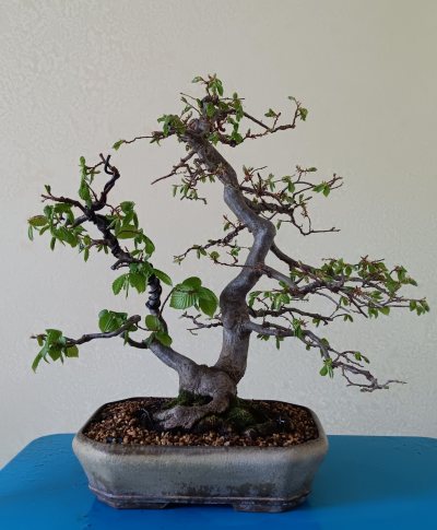 Carpinus double tronc