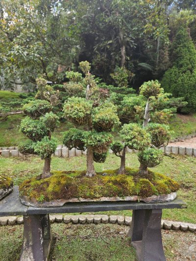Bosque Criptomeria Terraza 1