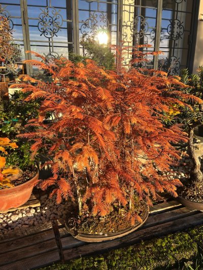 Metasequoia Bosco
