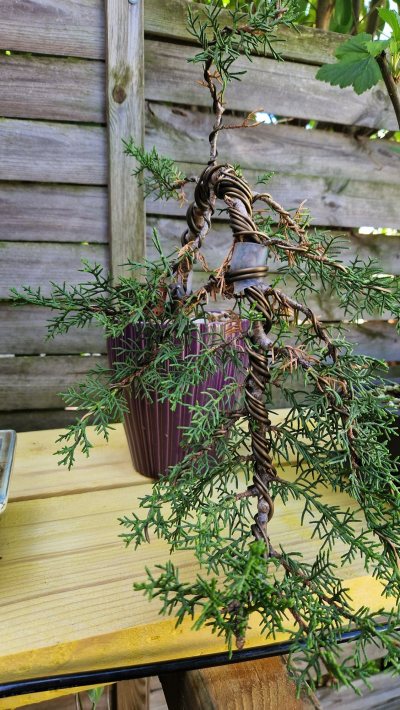 Hesperocyparis lusitanica