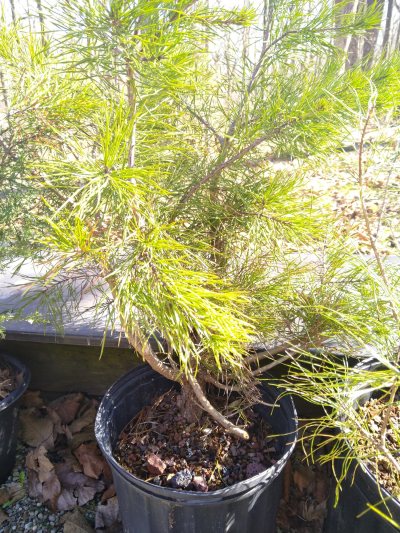 Virginia Pine, thick trunk