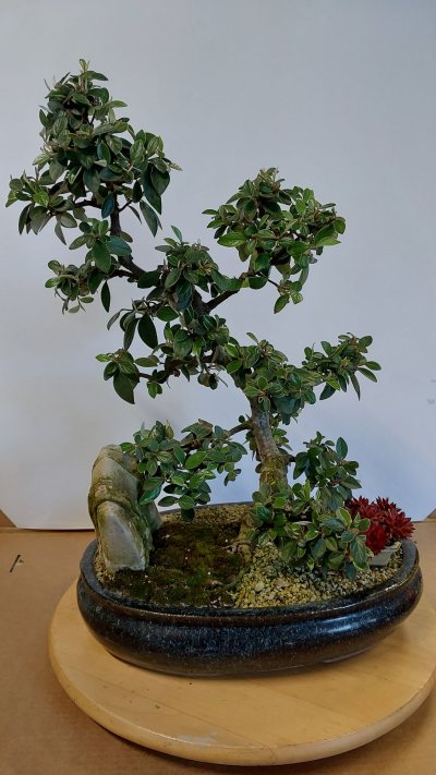Cotoneaster franchettii