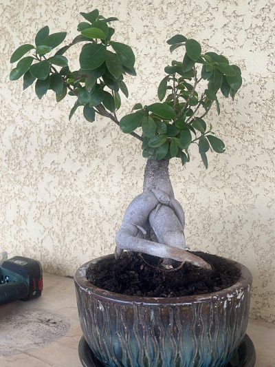 Ficus Ginseng Microcarpa