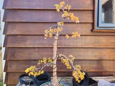 Trident Maple 003
