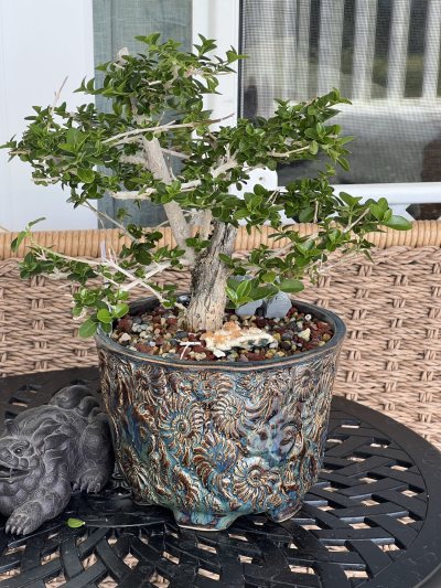 Premna