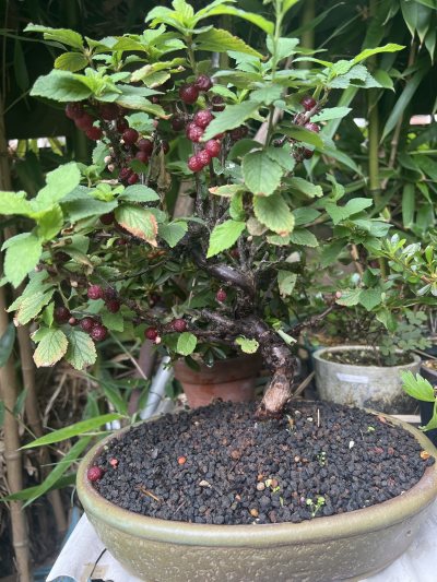 Tomentosa