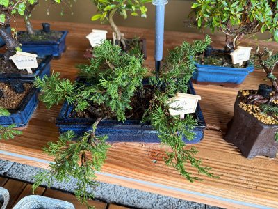 Forêt itoigawa