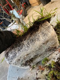 Omplantning - 01.04.2023 - Photo 1/1