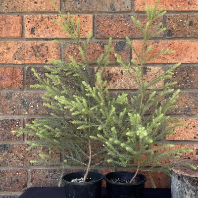 Spearwood