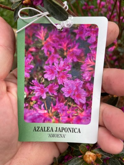 Azalée japonaise ‘Amoena’