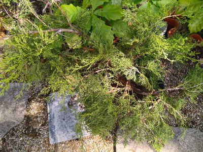 Juniper chinensis, in training