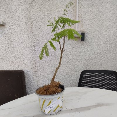 Делоникс королевский 🌳 ДКо08